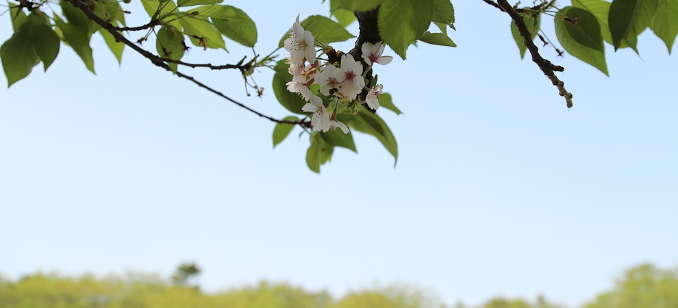 1ヶ月遅れで咲いた桜の花の写真